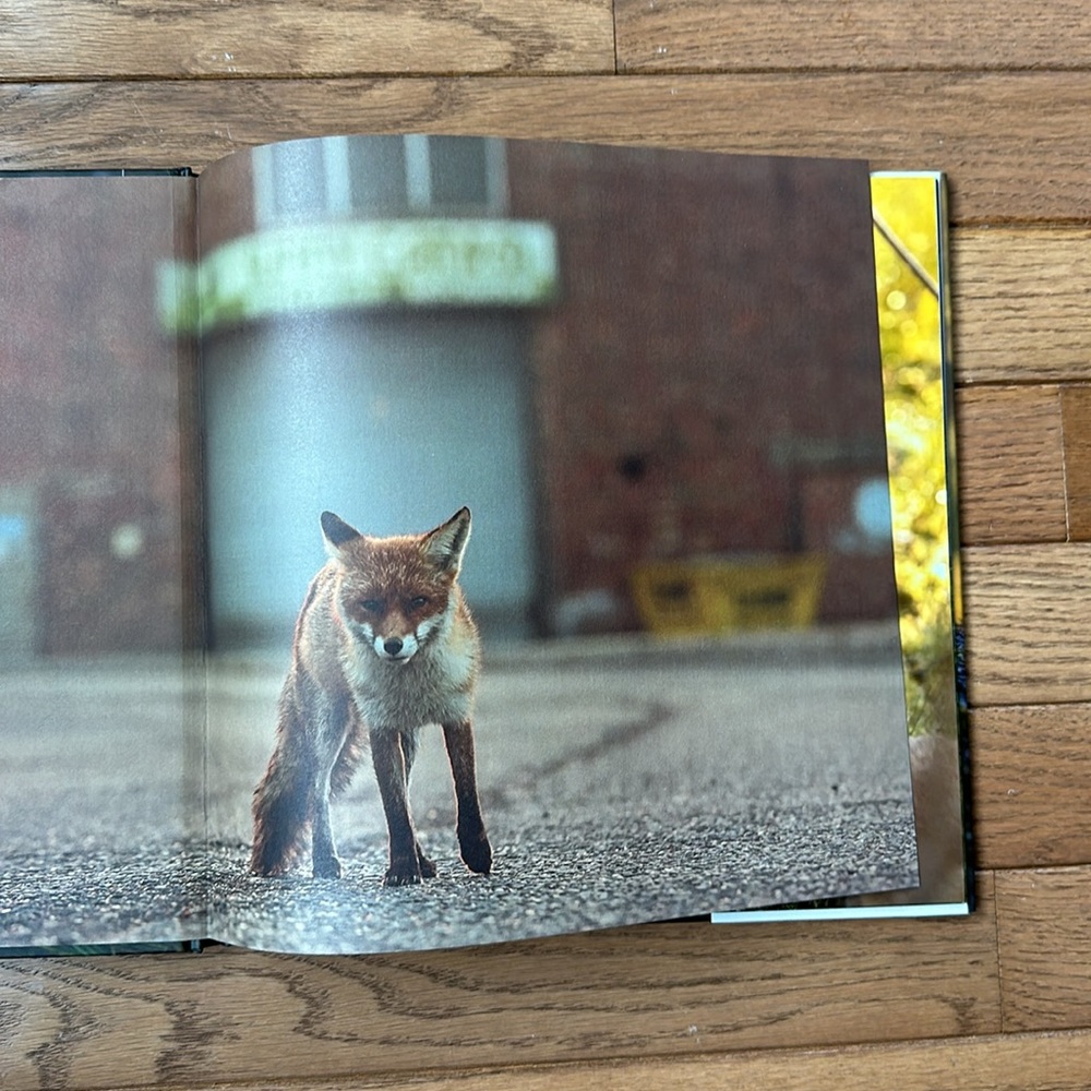🦊 NEW How To Find A Fox Book Hardcover by Kate Gardner kids book bedtime story - Picture 3 of 13
